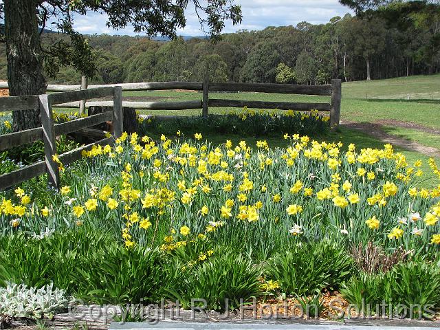 Daffodils Rydal